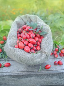 Rosehip oil: a healer since the ancient times