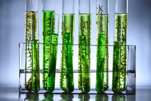 The Science of Plant Stem Cells: sustainable technology for natural efficacy.